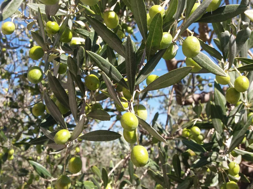 Tenuta Colverano 몬테팔코 외부 사진