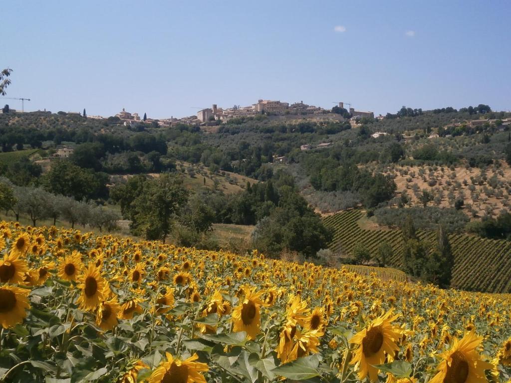 Tenuta Colverano 몬테팔코 외부 사진
