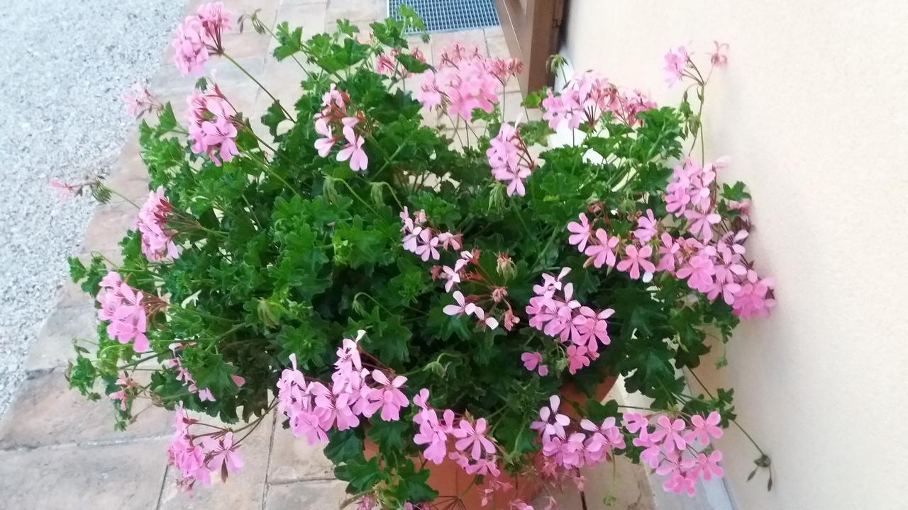 Tenuta Colverano 몬테팔코 외부 사진