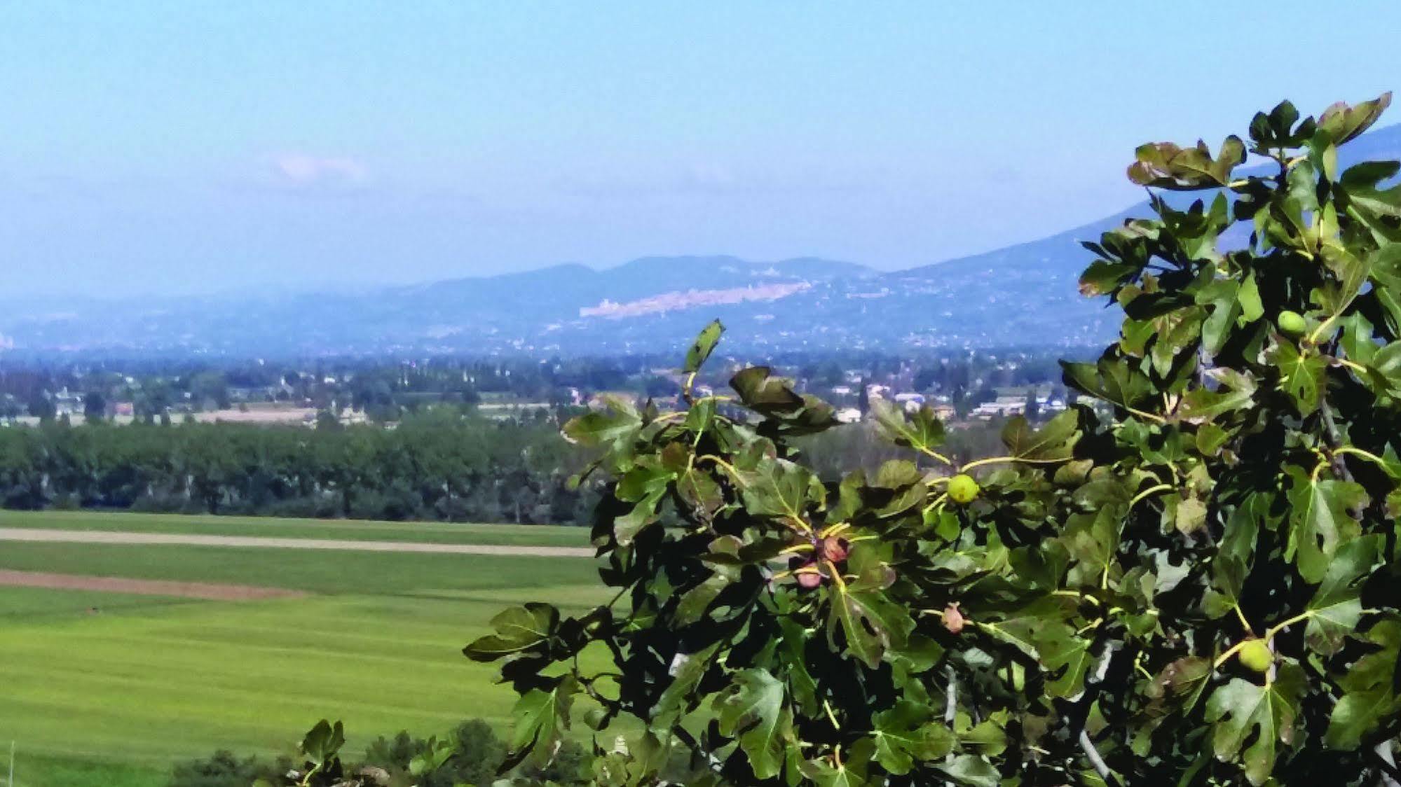 Tenuta Colverano 몬테팔코 외부 사진