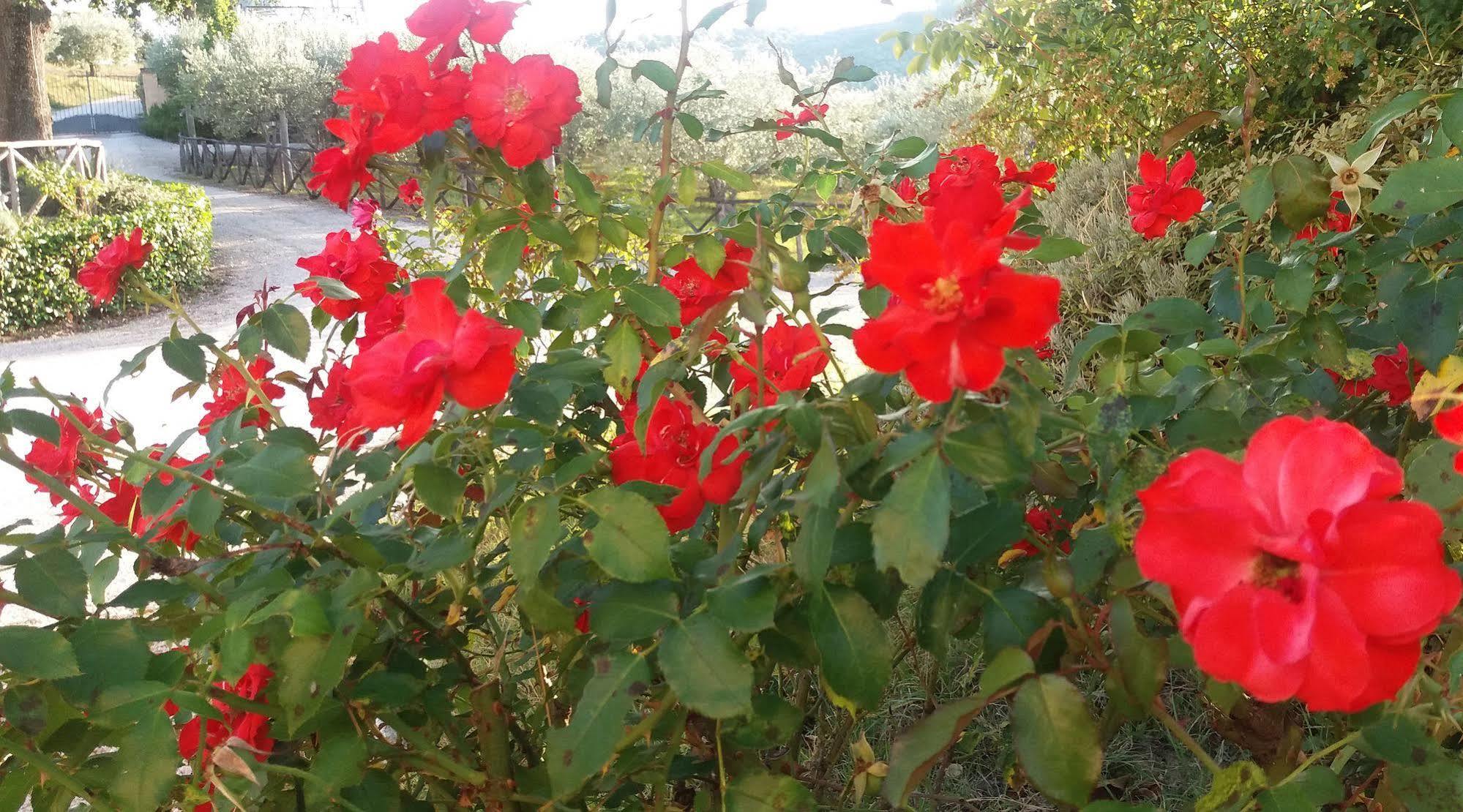 Tenuta Colverano 몬테팔코 외부 사진