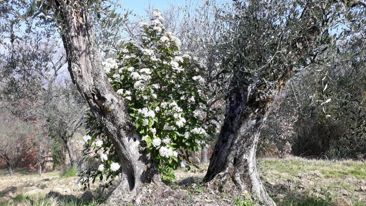 Tenuta Colverano 몬테팔코 외부 사진